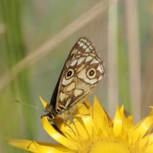 Oreixenica latialis at Namadgi National Park - 16 Mar 2023