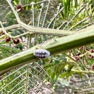 Melanococcus albizziae at Aranda, ACT - 6 Jan 2024