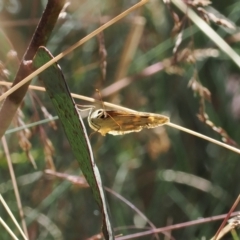 Heteronympha solandri (Solander's Brown) at Namadgi National Park - 16 Mar 2023 by RAllen