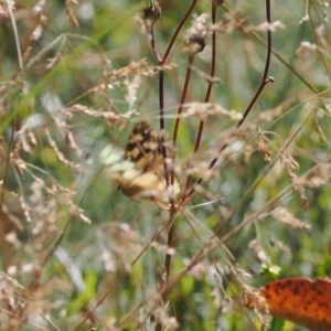 Heteronympha solandri at Namadgi National Park - 16 Mar 2023 10:58 AM