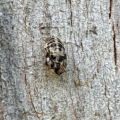 Harmonia conformis (Common Spotted Ladybird) at Aranda, ACT - 6 Jan 2024 by KMcCue