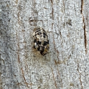 Harmonia conformis at Aranda, ACT - 6 Jan 2024 05:02 PM