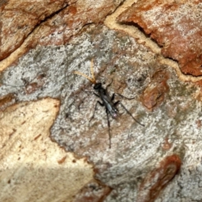 Fabriogenia sp. (genus) (Spider wasp) at Aranda, ACT - 6 Jan 2024 by KMcCue
