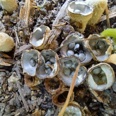 Cyathus stercoreus (Bird's nest fungus) at Watson, ACT - 9 Jan 2024 by abread111