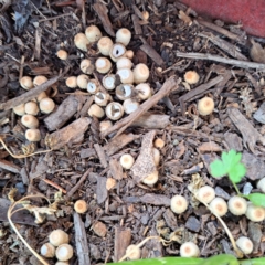 Cyathus stercoreus at Watson, ACT - 9 Jan 2024 12:23 PM