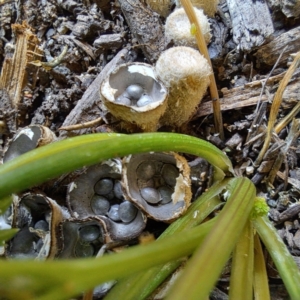 Cyathus stercoreus at Watson, ACT - 9 Jan 2024