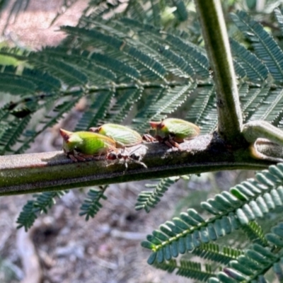 Sextius virescens (Acacia horned treehopper) at Aranda, ACT - 6 Jan 2024 by KMcCue