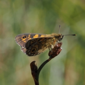 Oreixenica latialis at Namadgi National Park - 16 Mar 2023