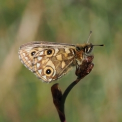 Oreixenica latialis at Namadgi National Park - 16 Mar 2023