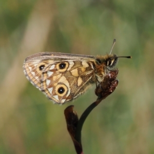 Oreixenica latialis at Namadgi National Park - suppressed