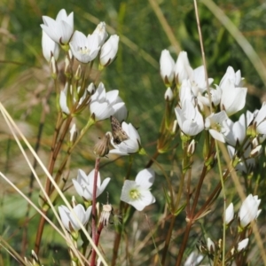 Oreixenica latialis at Namadgi National Park - 16 Mar 2023