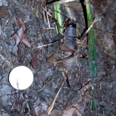 Unidentified Cricket (Orthoptera, several families) at Gleniffer, NSW - 9 Jan 2024 by Nial