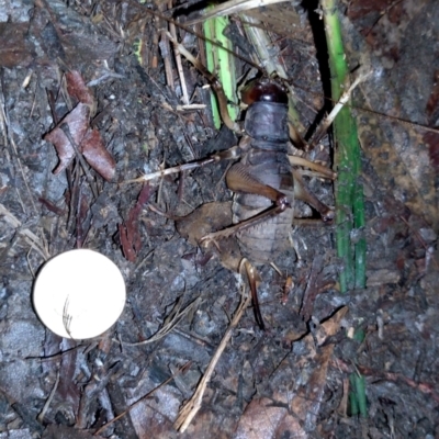 Anostostoma opacum at Gleniffer, NSW - 9 Jan 2024 by NJ