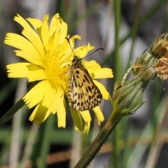 Hesperilla munionga (Alpine Sedge-Skipper) at Namadgi National Park - 16 Mar 2023 by RAllen