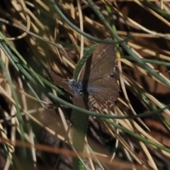 Theclinesthes serpentata (Saltbush Blue) at Namadgi National Park - 16 Mar 2023 by RAllen