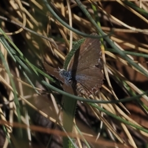 Theclinesthes serpentata at Namadgi National Park - 16 Mar 2023 01:06 PM