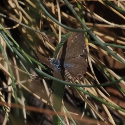 Theclinesthes serpentata (Saltbush Blue) at Cotter River, ACT - 16 Mar 2023 by RAllen