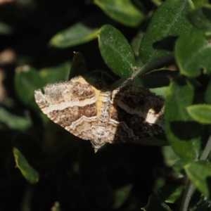 Chrysolarentia vicissata at Namadgi National Park - 16 Mar 2023