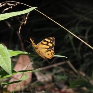 Heteronympha banksii at Namadgi National Park - 16 Mar 2023