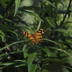 Heteronympha banksii at Namadgi National Park - 16 Mar 2023