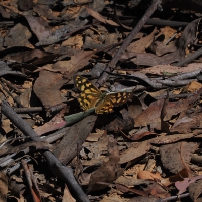 Heteronympha paradelpha (Spotted Brown) at Namadgi National Park - 16 Mar 2023 by RAllen