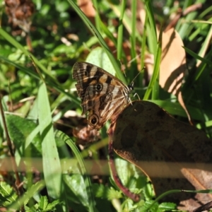 Oreixenica kershawi at Namadgi National Park - 16 Mar 2023