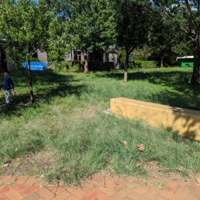 Eragrostis curvula (African Lovegrass) at City Renewal Authority Area - 9 Jan 2024 by AniseStar