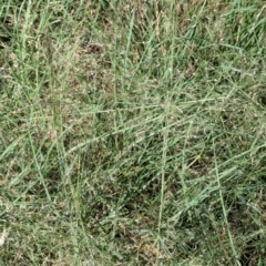 Eragrostis curvula at City Renewal Authority Area - 9 Jan 2024