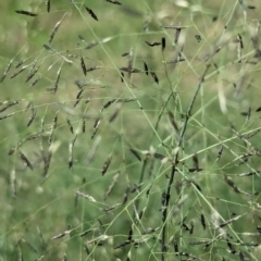 Eragrostis curvula at City Renewal Authority Area - 9 Jan 2024