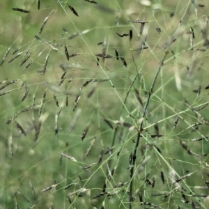 Eragrostis curvula at City Renewal Authority Area - 9 Jan 2024