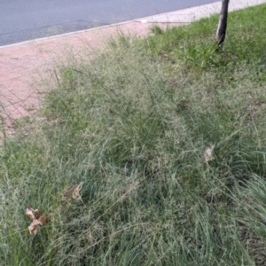 Eragrostis curvula at City Renewal Authority Area - 9 Jan 2024