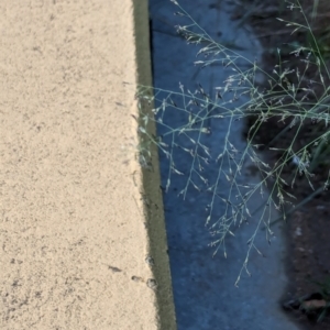 Eragrostis curvula at City Renewal Authority Area - 9 Jan 2024