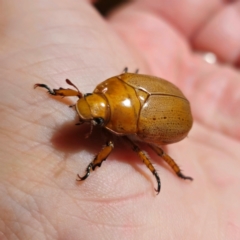 Anoplognathus porosus (Porosus Christmas beetle) at Captains Flat, NSW - 9 Jan 2024 by Csteele4