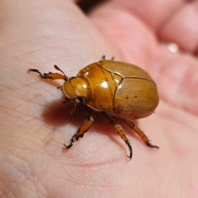 Anoplognathus porosus (Porosus Christmas beetle) at Captains Flat, NSW - 9 Jan 2024 by Csteele4