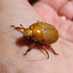 Anoplognathus porosus (Porosus Christmas beetle) at QPRC LGA - 9 Jan 2024 by Csteele4