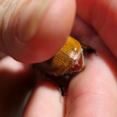 Anoplognathus porosus at QPRC LGA - 9 Jan 2024