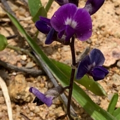 Glycine tabacina (Variable Glycine) at Oakey Hill - 2 Jan 2024 by GregC