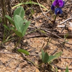 Glycine tabacina at Oakey Hill - 2 Jan 2024