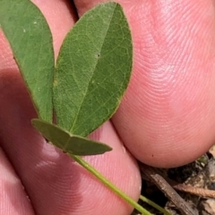 Glycine tabacina at Oakey Hill - 2 Jan 2024