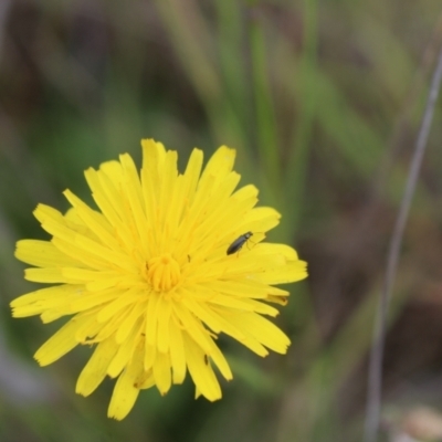 Dasytinae (subfamily) (Soft-winged flower beetle) at Lawson Grasslands (LWG) - 7 Jan 2024 by maura