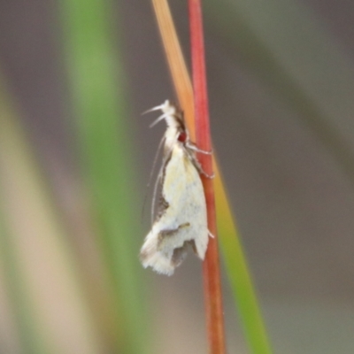 Thema (genus) (A Concealer moth) at Captains Flat, NSW - 9 Jan 2024 by Csteele4