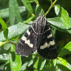 Phalaenoides glycinae (Grapevine Moth) at Pialligo, ACT - 2 Jan 2024 by LeahColebrook