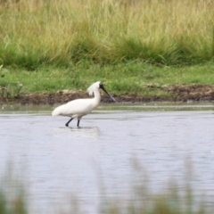 Platalea regia (Royal Spoonbill) at Fyshwick, ACT - 9 Jan 2024 by RodDeb