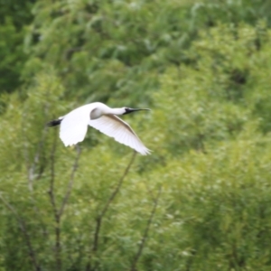 Platalea regia at Jerrabomberra Wetlands - 9 Jan 2024