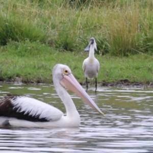 Platalea regia at Jerrabomberra Wetlands - 9 Jan 2024