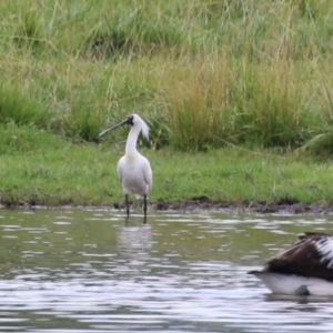 Platalea regia at Jerrabomberra Wetlands - 9 Jan 2024