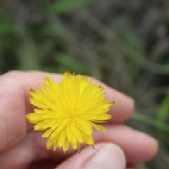 Thysanoptera (order) (Thrips) at Lawson Grasslands (LWG) - 7 Jan 2024 by maura
