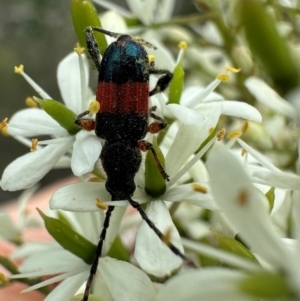 Obrida fascialis at Jerrabomberra Wetlands - 5 Jan 2024