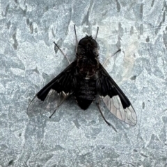 Anthrax dolabratus (Bee fly) at Rendezvous Creek, ACT - 7 Jan 2024 by Pirom