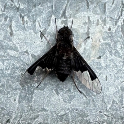 Anthrax dolabratus (Bee fly) at Namadgi National Park - 7 Jan 2024 by Pirom